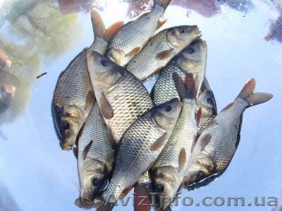 Підприємство реалізуе Зарибок - <ro>Изображение</ro><ru>Изображение</ru> #1, <ru>Объявление</ru> #613341