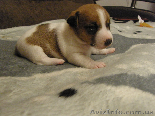 ПОРОДИСТЫЕ щенки Джек Рассел терьера - <ro>Изображение</ro><ru>Изображение</ru> #1, <ru>Объявление</ru> #637179