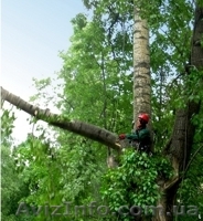 Спил деревьев Киев. Удаление деревьев Киев. Дробление веток. - <ro>Изображение</ro><ru>Изображение</ru> #1, <ru>Объявление</ru> #609927