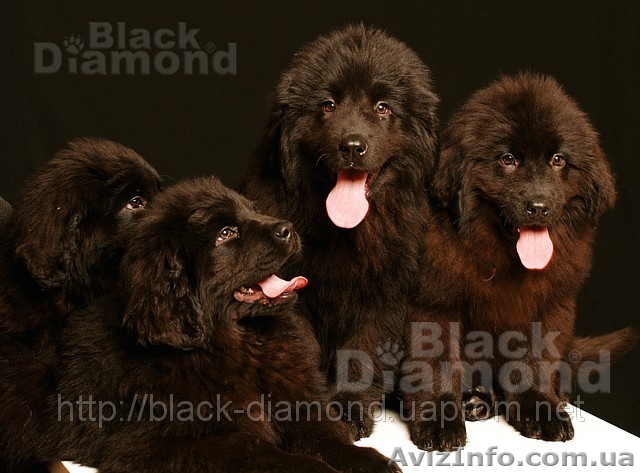 2 девочки щенки ньюфаундленда - <ro>Изображение</ro><ru>Изображение</ru> #1, <ru>Объявление</ru> #605625