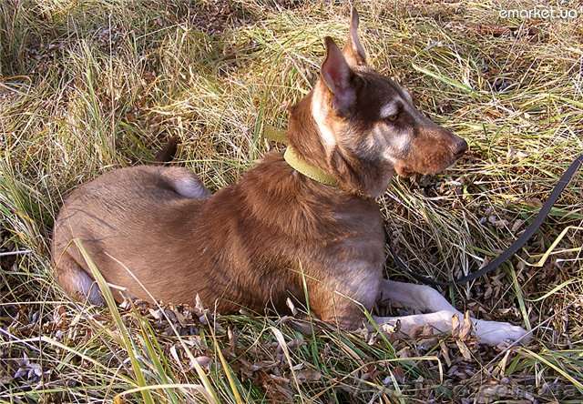 Достойная охранница для ваше семьи - <ro>Изображение</ro><ru>Изображение</ru> #1, <ru>Объявление</ru> #614215