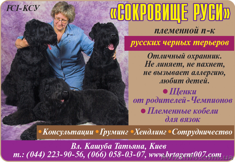 породные подрощенные щенки черного терьера от родителей чемпионов - <ro>Изображение</ro><ru>Изображение</ru> #1, <ru>Объявление</ru> #638288