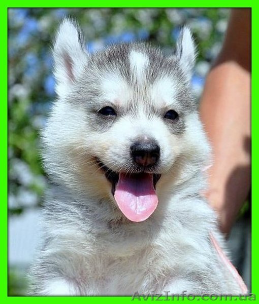 Хаски - Голубые глазки, сибирский хаски, щенки от Чемпионов на сайте, вязки в Ро - <ro>Изображение</ro><ru>Изображение</ru> #1, <ru>Объявление</ru> #435561