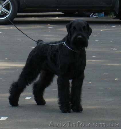Ризеншнауцер, щенки ризеншнауцера - <ro>Изображение</ro><ru>Изображение</ru> #1, <ru>Объявление</ru> #649290
