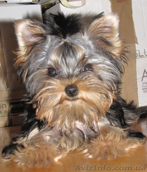 Продам щенка йоркширского терьера, девочка - <ro>Изображение</ro><ru>Изображение</ru> #1, <ru>Объявление</ru> #654149