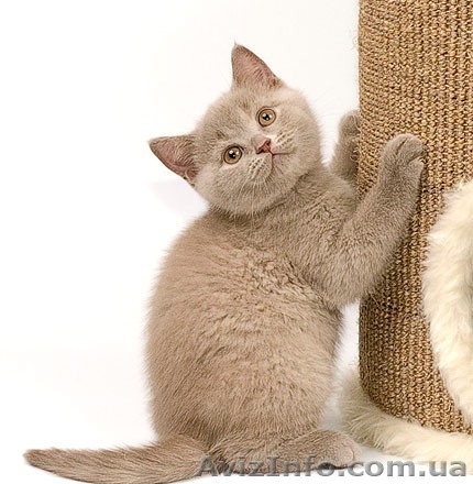 Британцы котята Киев - <ro>Изображение</ro><ru>Изображение</ru> #1, <ru>Объявление</ru> #643288