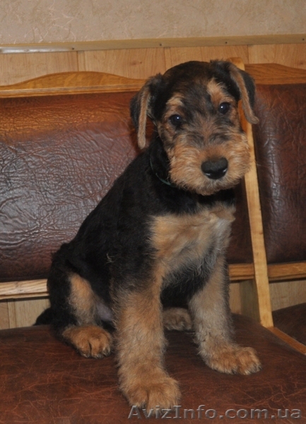 Эрдельтерьер, щенки. - <ro>Изображение</ro><ru>Изображение</ru> #1, <ru>Объявление</ru> #650594