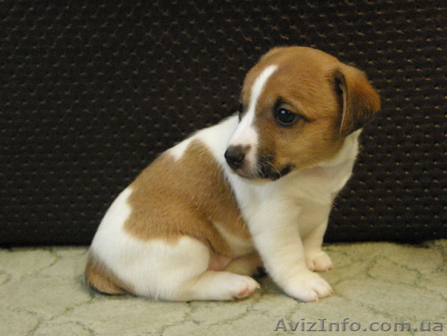 Джек Рассел терьер. Щенки породистые, выставочные. - <ro>Изображение</ro><ru>Изображение</ru> #1, <ru>Объявление</ru> #650870