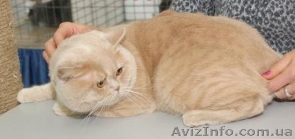 Вязка  кот для вислоухой - <ro>Изображение</ro><ru>Изображение</ru> #1, <ru>Объявление</ru> #670687