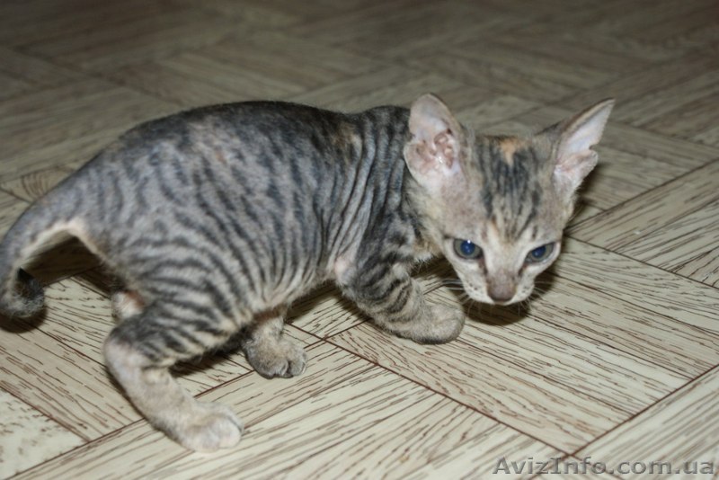 продам кошку канадского сфинкса - <ro>Изображение</ro><ru>Изображение</ru> #1, <ru>Объявление</ru> #661661