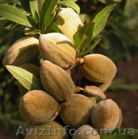 Продаются саженцы миндаля  - <ro>Изображение</ro><ru>Изображение</ru> #1, <ru>Объявление</ru> #692336