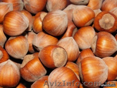 Предлагаем саженцы фундука  - <ro>Изображение</ro><ru>Изображение</ru> #1, <ru>Объявление</ru> #692344