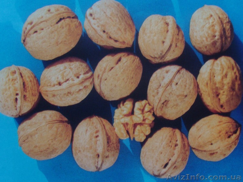 Предлагаем саженцы грецкого ореха - <ro>Изображение</ro><ru>Изображение</ru> #1, <ru>Объявление</ru> #692323