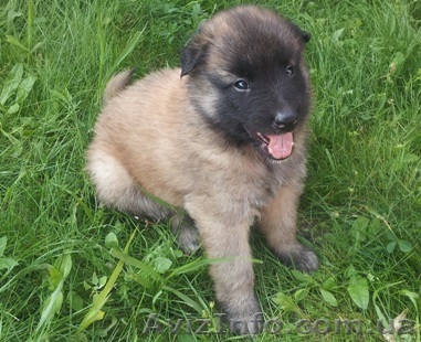 Продам щенки Тервюрен Бельгийская овчарка Киев - <ro>Изображение</ro><ru>Изображение</ru> #1, <ru>Объявление</ru> #696477