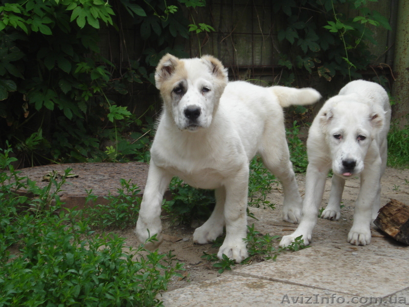 Щенки САО (Средне Азиатская Овчарка) - <ro>Изображение</ro><ru>Изображение</ru> #1, <ru>Объявление</ru> #696026