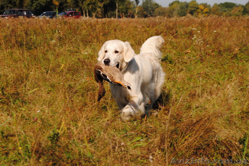 щенки голден ретривера - <ro>Изображение</ro><ru>Изображение</ru> #1, <ru>Объявление</ru> #692598