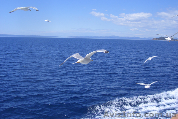 Туроператор, Подольский р-н - <ro>Изображение</ro><ru>Изображение</ru> #1, <ru>Объявление</ru> #687879