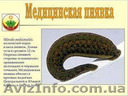 БИОФАБРИЧНАЯ медицинская пиявка.Продажа медицинской пиявки - <ro>Изображение</ro><ru>Изображение</ru> #1, <ru>Объявление</ru> #680068