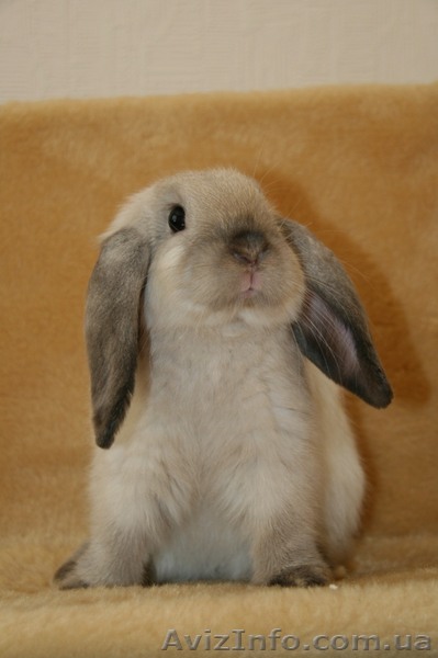 Декоративные кролики (^-^) - <ro>Изображение</ro><ru>Изображение</ru> #1, <ru>Объявление</ru> #681969