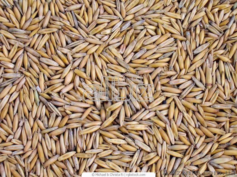 Овес голозерний - <ro>Изображение</ro><ru>Изображение</ru> #1, <ru>Объявление</ru> #724700