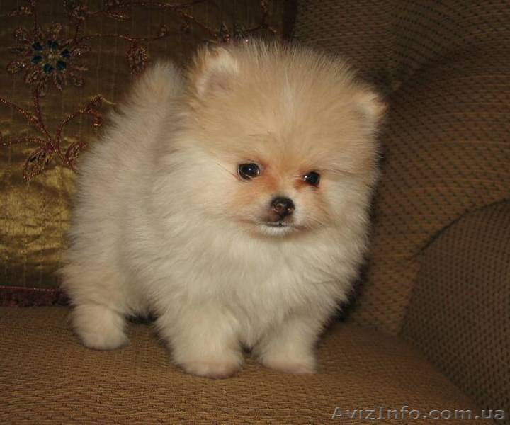 Померанские шпицы  щенки редких окрасов. - <ro>Изображение</ro><ru>Изображение</ru> #1, <ru>Объявление</ru> #723887