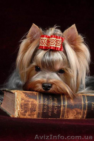 Стрижка собак декоративных пород. - <ro>Изображение</ro><ru>Изображение</ru> #1, <ru>Объявление</ru> #704192