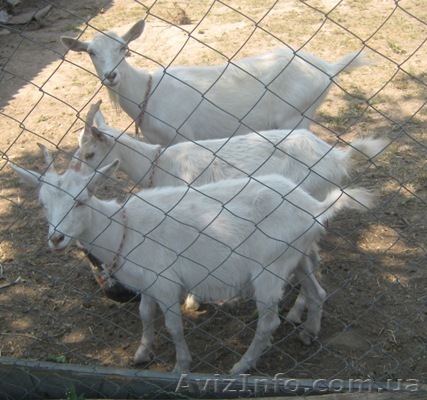 зааненские молодые козочки - <ro>Изображение</ro><ru>Изображение</ru> #1, <ru>Объявление</ru> #711020