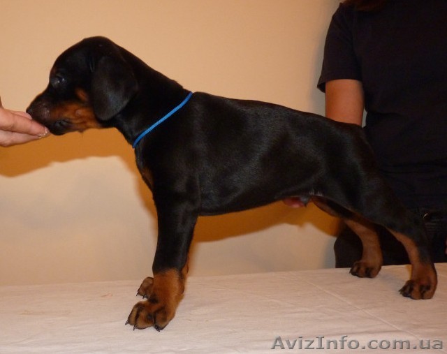 доберманы спасатели - <ro>Изображение</ro><ru>Изображение</ru> #1, <ru>Объявление</ru> #711170