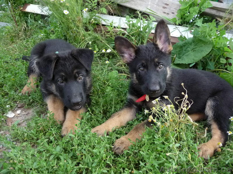 щенок немецкой овчарки (девочка) - <ro>Изображение</ro><ru>Изображение</ru> #1, <ru>Объявление</ru> #725990