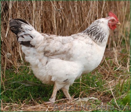 продам петушков подрощенных "Адлер серебристый" - <ro>Изображение</ro><ru>Изображение</ru> #1, <ru>Объявление</ru> #733782