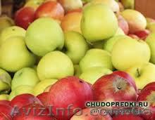 Саженцы яблонь на подвое М9 и М26 - <ro>Изображение</ro><ru>Изображение</ru> #1, <ru>Объявление</ru> #738783