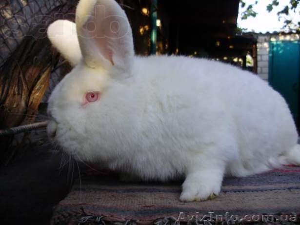 Продам элитных кролей - <ro>Изображение</ro><ru>Изображение</ru> #1, <ru>Объявление</ru> #746688