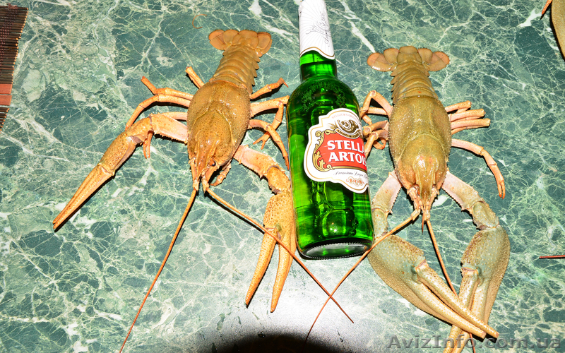 Жак Ив Кусто Доставка эксклюзивных морепродуктов Раки Алтайские - <ro>Изображение</ro><ru>Изображение</ru> #1, <ru>Объявление</ru> #745357