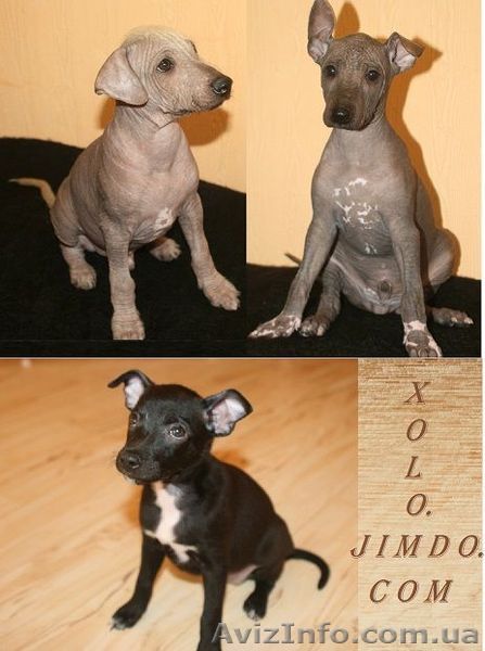 Щенки мексиканской голой собаки (ксолоитцкуинтли) - <ro>Изображение</ro><ru>Изображение</ru> #1, <ru>Объявление</ru> #738347