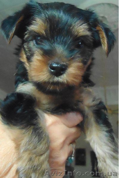 продам щенка йоркширского терьера с родословной КСУ - <ro>Изображение</ro><ru>Изображение</ru> #1, <ru>Объявление</ru> #735537