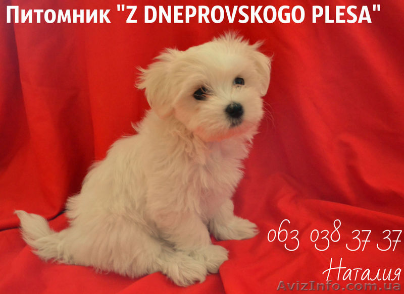 Мальтийская болонка - <ro>Изображение</ro><ru>Изображение</ru> #1, <ru>Объявление</ru> #739842