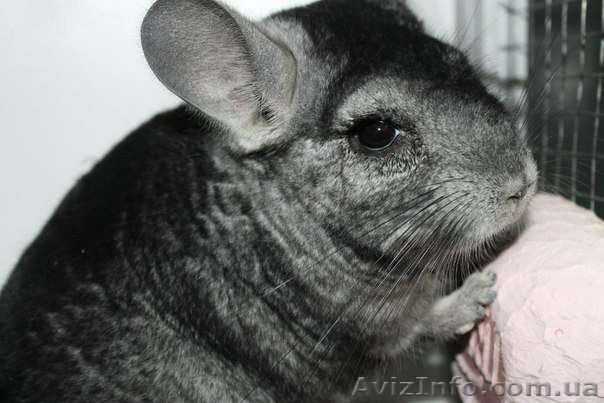 Продам ручную Шиншилку, здорового, ухоженого) - <ro>Изображение</ro><ru>Изображение</ru> #1, <ru>Объявление</ru> #733130