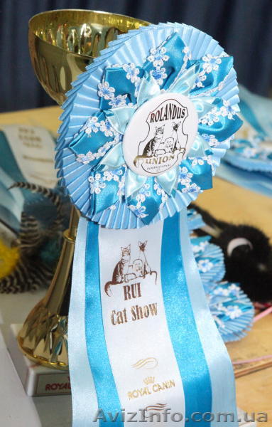 Выставка кошек.XVI Открытый Чемпионат Украины  - <ro>Изображение</ro><ru>Изображение</ru> #1, <ru>Объявление</ru> #739134