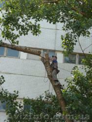 Обрезка деревев - <ro>Изображение</ro><ru>Изображение</ru> #1, <ru>Объявление</ru> #740984