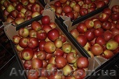 яблоки с Польши! - <ro>Изображение</ro><ru>Изображение</ru> #1, <ru>Объявление</ru> #741920
