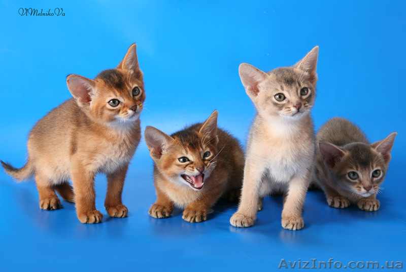 красавцы абиссинчики - <ro>Изображение</ro><ru>Изображение</ru> #1, <ru>Объявление</ru> #753235