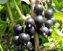 продам смородину не дорого - <ro>Изображение</ro><ru>Изображение</ru> #1, <ru>Объявление</ru> #754584