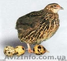 Фермерское хозяйство \\\"Агромель ВВР\\\" реализует перепелиные яйца, мясо - <ro>Изображение</ro><ru>Изображение</ru> #1, <ru>Объявление</ru> #751466