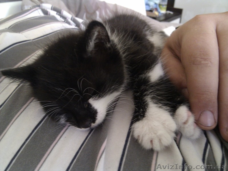 отдам котеньку в хорошие руки - <ro>Изображение</ro><ru>Изображение</ru> #1, <ru>Объявление</ru> #762067