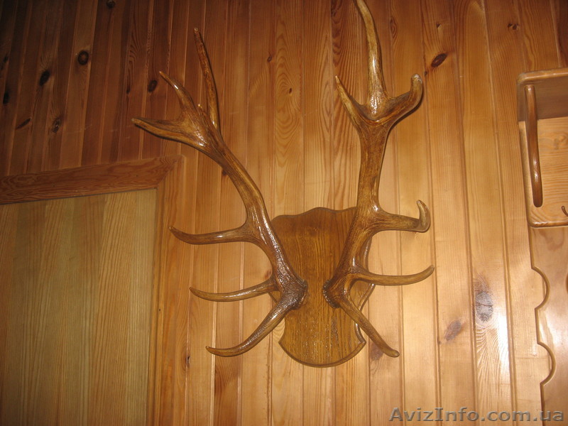 рога благородного оленя - <ro>Изображение</ro><ru>Изображение</ru> #1, <ru>Объявление</ru> #758044