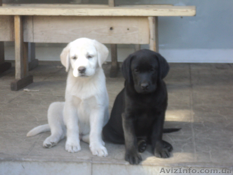 элитные щенки Лабрадорчики - <ro>Изображение</ro><ru>Изображение</ru> #1, <ru>Объявление</ru> #763363