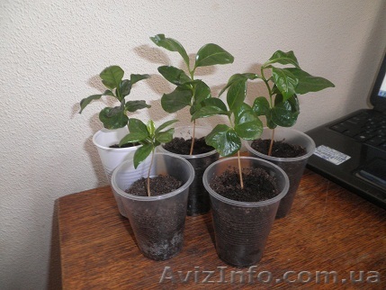 кофейное дерево Арабика почти даром - <ro>Изображение</ro><ru>Изображение</ru> #1, <ru>Объявление</ru> #751051