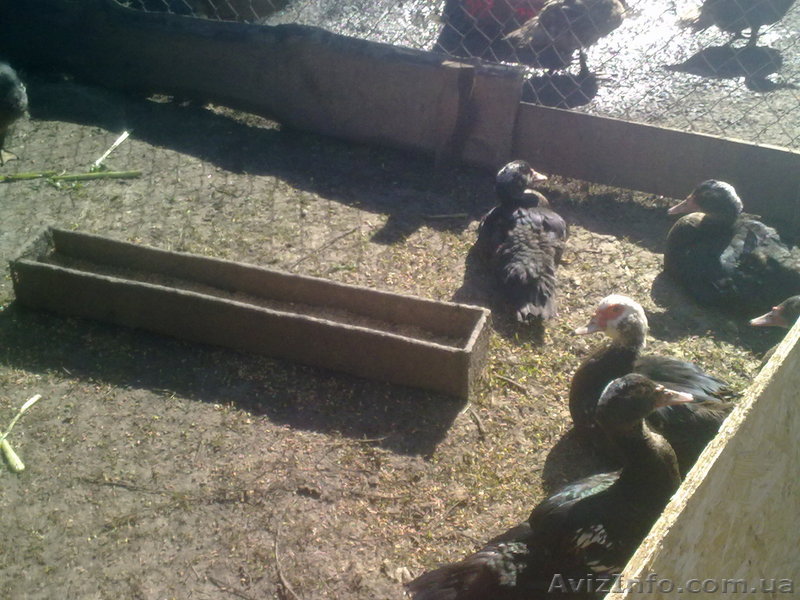 Продам шикарных индоуток! - <ro>Изображение</ro><ru>Изображение</ru> #1, <ru>Объявление</ru> #765728