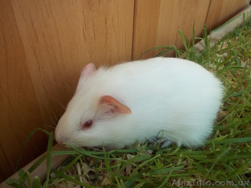 Морские свинки в хорошие руки - <ro>Изображение</ro><ru>Изображение</ru> #1, <ru>Объявление</ru> #775894