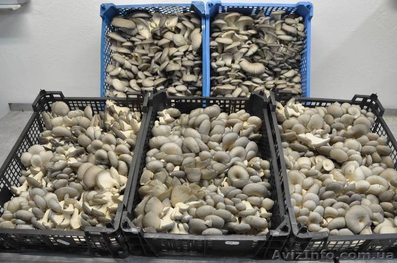 грибы Шампиньоны оптом  - <ro>Изображение</ro><ru>Изображение</ru> #1, <ru>Объявление</ru> #768402